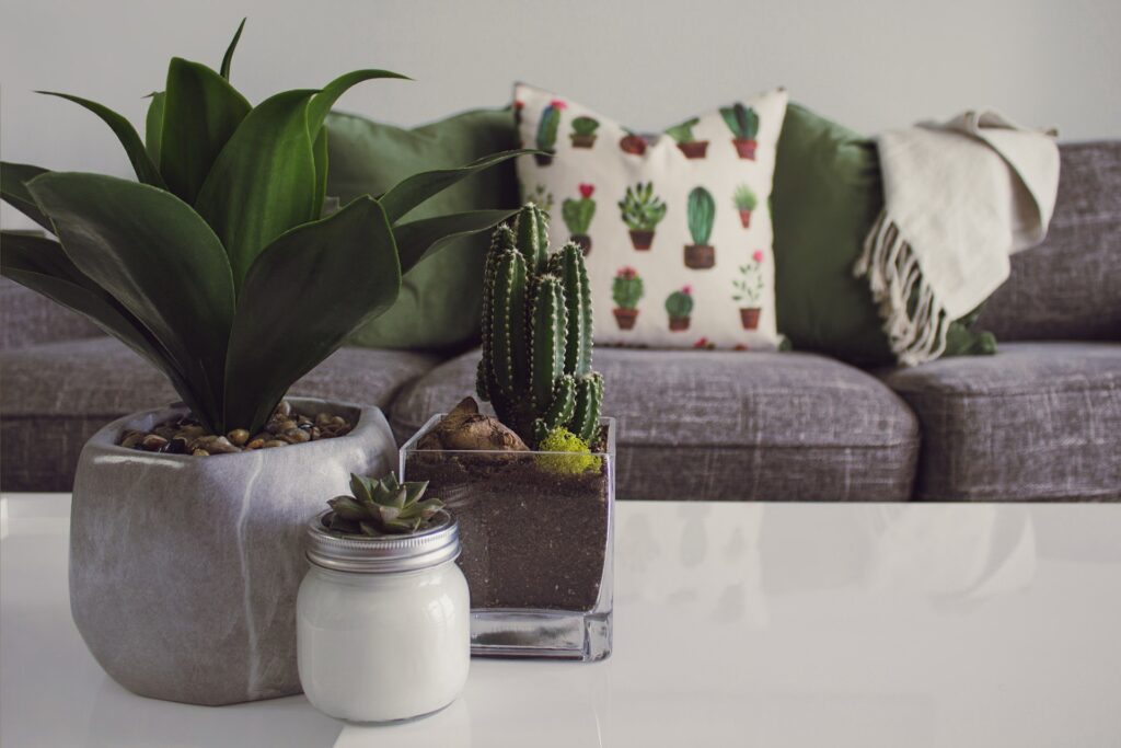 house plants on the table